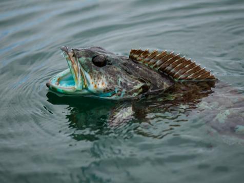 This Mighty Fish Loses 20 Teeth Everyday, Then It Grows Them All Back