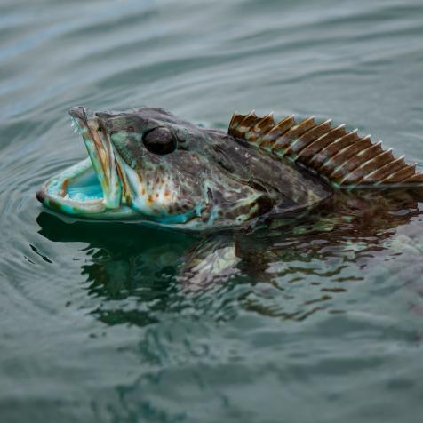A large green lingcod with it's head out of the water. The greenling is gasping for air or showing off it's fangs. Ocean water ripples around the fish.  It's a "fish out of water."