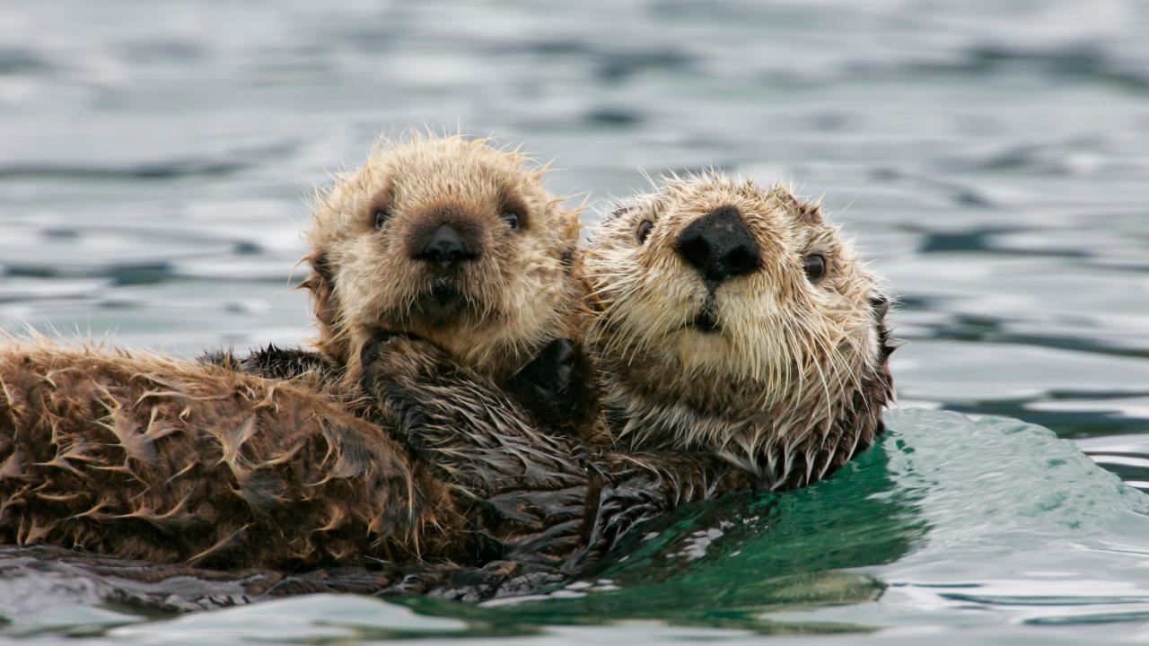 How Hungry Sea Otters Benefit Eelgrass Reproduction Nature and Wildlife Discovery picture