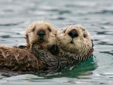 Hungry sea otters improve the genetic diversity of eelgrass when digging for clams among aquatic vegetation, found scientists.