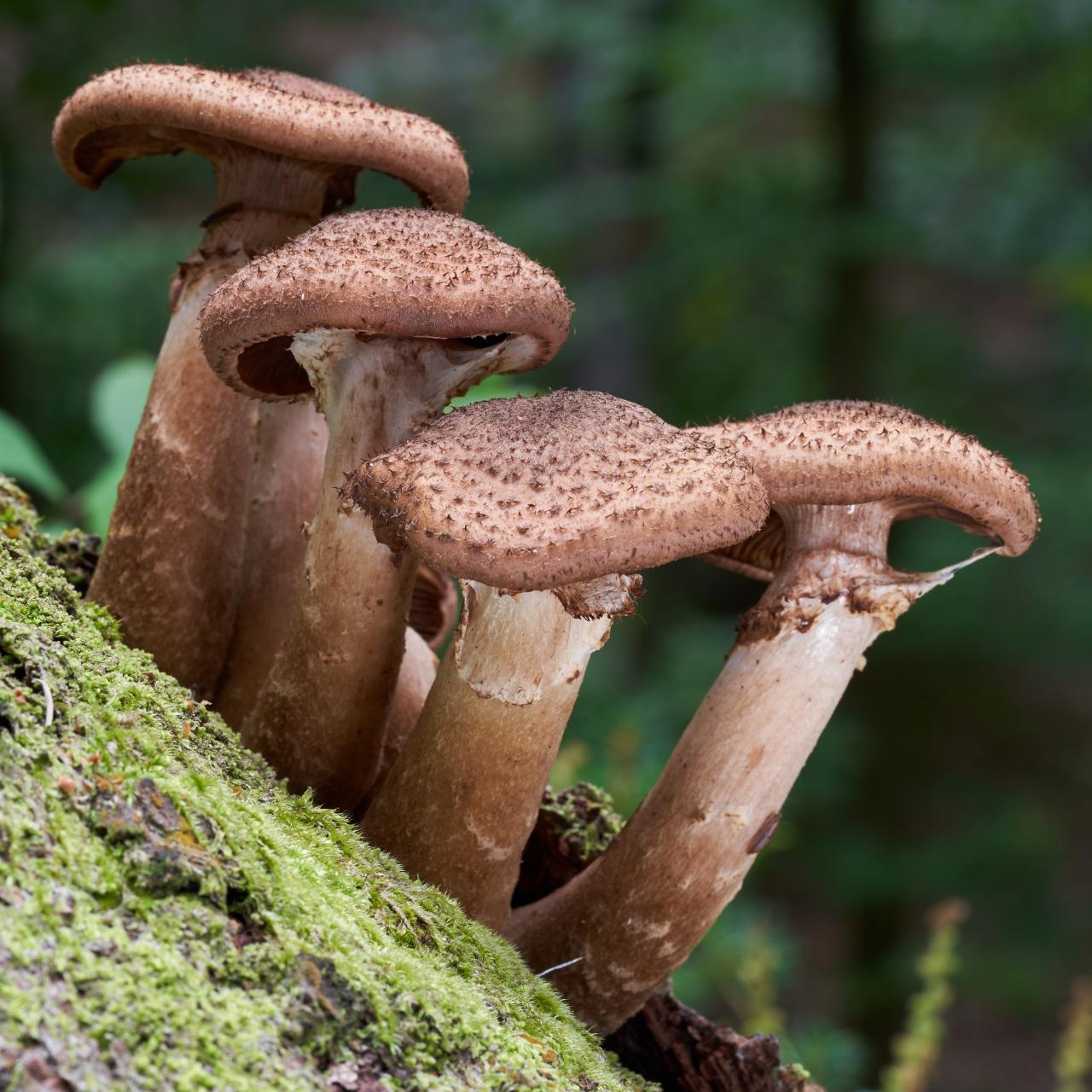 The Armillaria Ostoyae Fungus Is The Largest Life Form on Earth