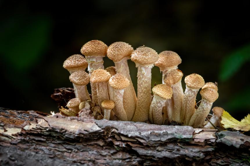 Shot of edible Armillaria ostoyae mushroom commonly known as Honey mushroom. Czech Republic, Europe.
