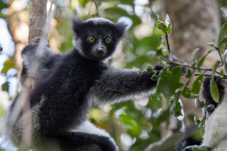 Young Indri Lemur on a tree. Madagascar.