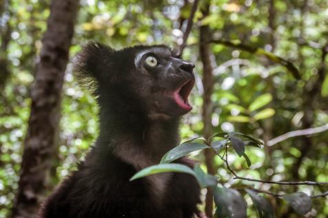 Indri Indri Lemurs are the First Nonhuman Mammals to Sing with Rhythm |  Nature and Wildlife | Discovery
