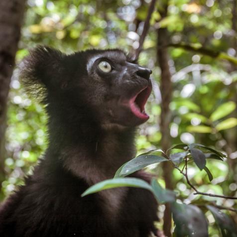 Indri indri, also called the babakoto,  is the largest lemurs of Madagascar