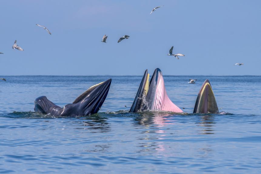 bryde's whale eating small fish,many of bird, whale watching in thailand