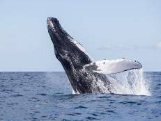 Oceans rely on their largest species, especially whales, to recycle and regenerate ecosystems. Studies at Stanford University identify the whale as an animal that recharges its own food sources and recycles carbon. Now researchers think they have found a way to seed plankton and krill numbers that will boost whale populations and restore fading sea life.