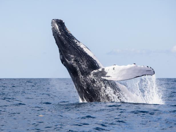 Supporting Whale Food Sources Creates A Healthier Planet | Nature And ...