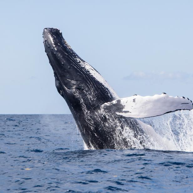 A magnificent humpback whale, Megaptera novaeangliae, breaches out of the blue waters of the Caribbean Sea.