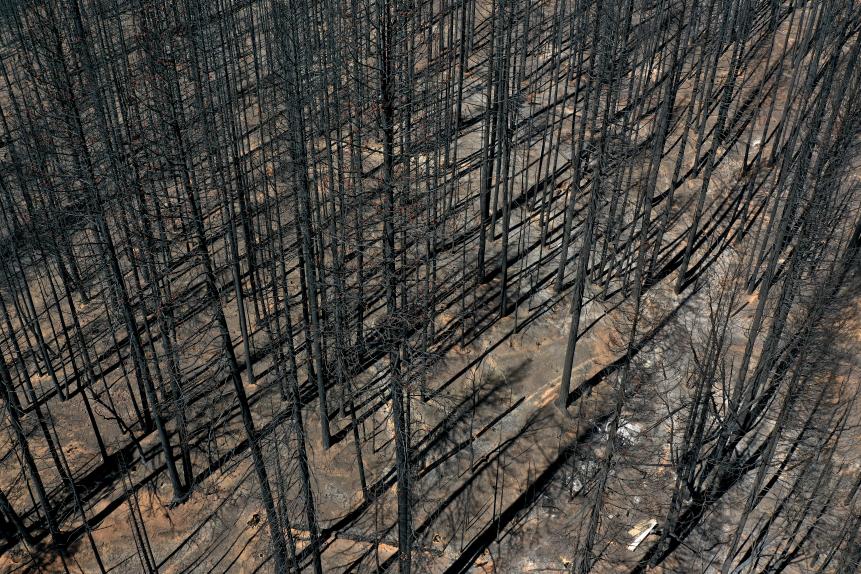 GREENVILLE, CALIFORNIA - SEPTEMBER 24: In an aerial view, trees  cast shadows in an area burned by the Dixie Fire on September 24, 2021 in Greenville, California. The Dixie Fire has burned nearly 1 million acres in five Northern California counties over a two month period. The destructive fire is the second largest fire in state history and has destroyed hundreds of structures. It is currently 94 percent contained. (Photo by Justin Sullivan/Getty Images)