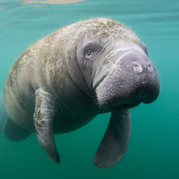 A manatee swims just below the surface in Crystal River, Florida.