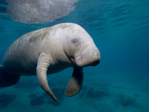 Florida’s Manatees Face a Shaky Future | Nature and Wildlife | Discovery