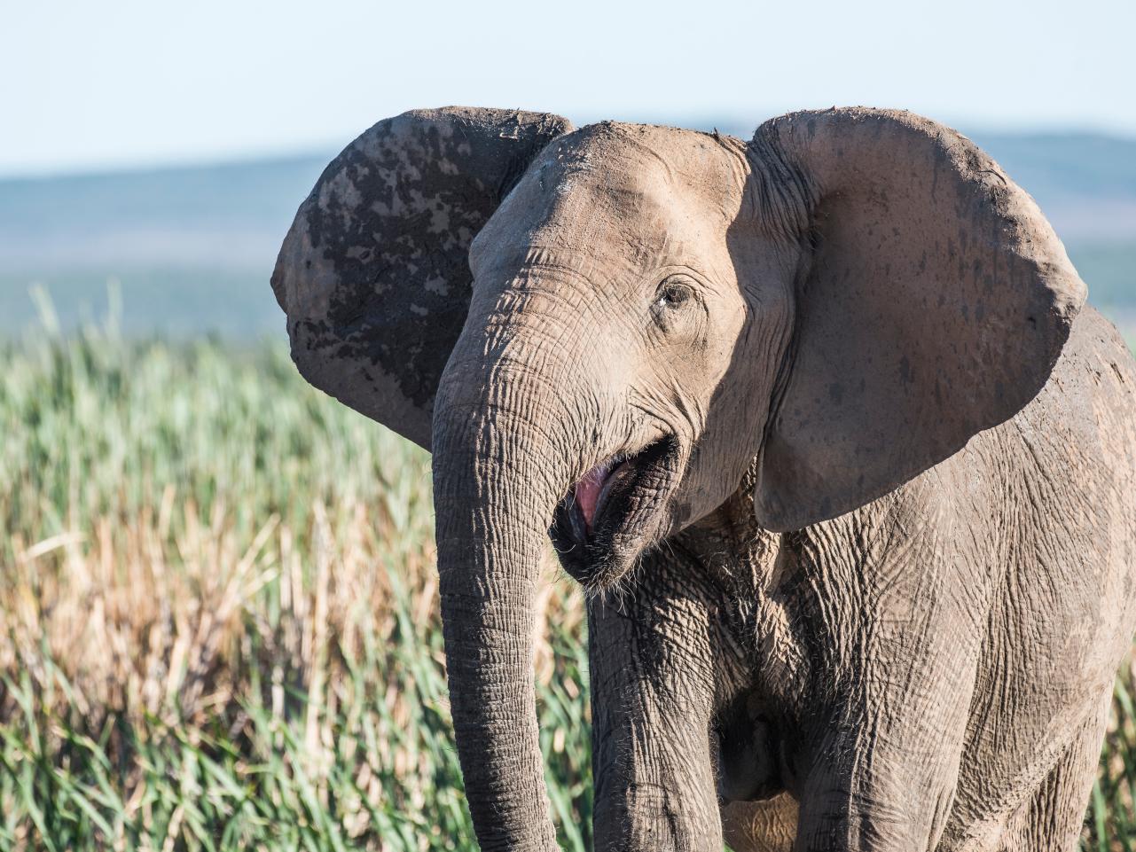 African Elephants Evolve Without Tusks to Escape Ivory Hunters