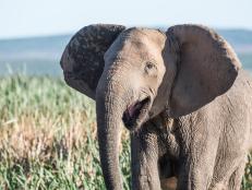 Unnatural selection: After being targeted by ivory poachers in Mozambique, elephants are being born without tusks at an increasing rate.