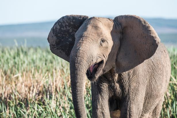 African Elephants Evolve Without Tusks to Escape Ivory Hunters | Nature and  Wildlife | Discovery