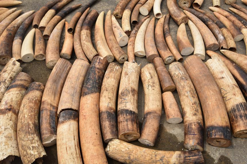 Seized elephant ivory are displayed at the headquarters of the country's Transnational Organised Crime Unit (UCT) in Abidjan on January 25, 2018. 
A ton of ivory and a ton of pangolin scales were seized in Ivory Coast, according to eco activist group Eagle. Six people had been arrested on January 24, 2018. Some 400 objects of carved Ivory, panther skins, ivory carving machines and weapons were seized by police officers from the UCT. / AFP PHOTO / Sia KAMBOU        (Photo credit should read SIA KAMBOU/AFP via Getty Images)