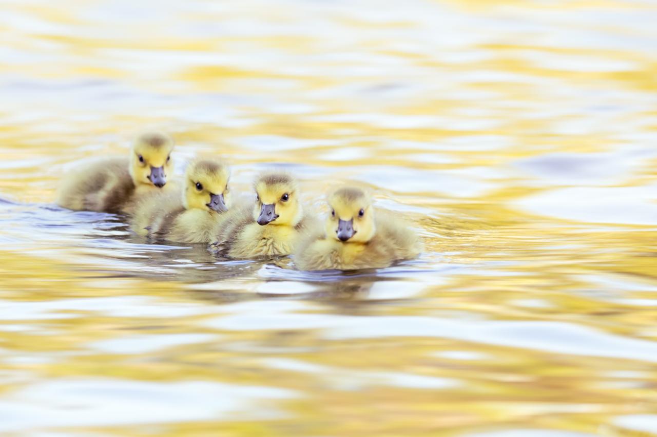 Why Do Ducks Get in a Row? To Swim Better. - WSJ