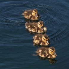 Ducklings swim in a row in Echo Park Lake during the 36th annual Lotus Festival, which celebrates the annual lotus blooms and the contributions of Asian-Americans to Los Angeles, July 10, 2016, in Los Angeles, California.  
Echo Parks 13-acre urban lake and surrounding recreational open space in the Echo Park/Silverlake neighborhood is one of the oldest park in Los Angeles and has long been known for the lotus flowers which have been blooming yearly there between April to August since the mid-1920s.   / AFP / Robyn Beck        (Photo credit should read ROBYN BECK/AFP via Getty Images)