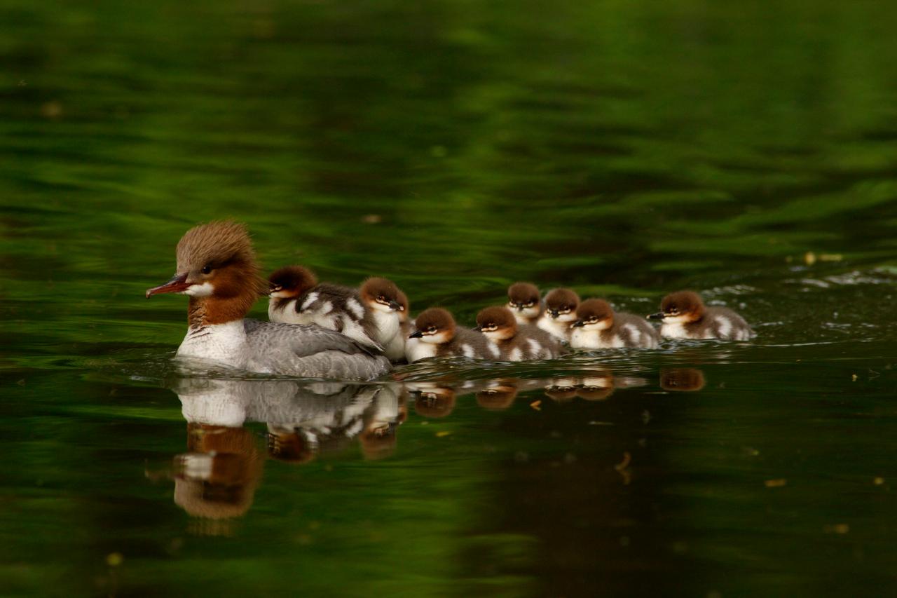 Why Do Ducks Get in a Row? To Swim Better. - WSJ