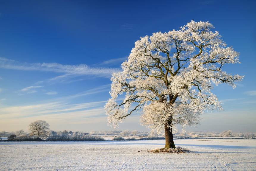 A winter landscape with large frost covered tree. XL image size.