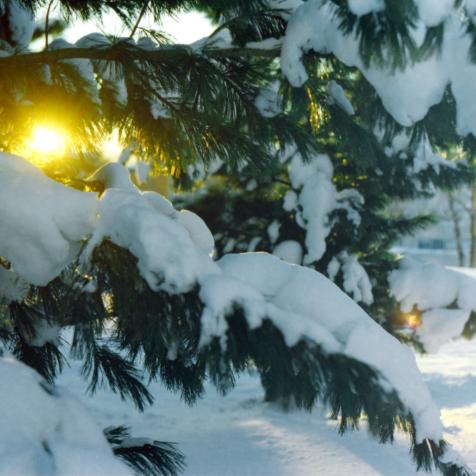 Trees with lots of snow in a beautiful sunlight