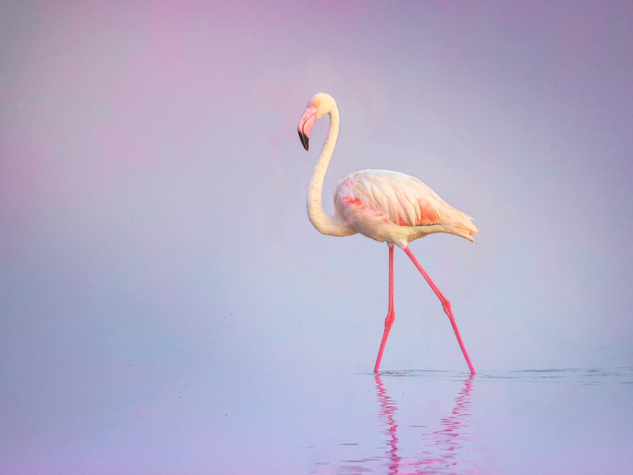 Greater Flamingos Use Cosmetics to Fight Sunbleaching in Feathers