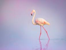 A Greater Flamingo in profile view in calm water with pastel colors at Amboseli, Kenya.