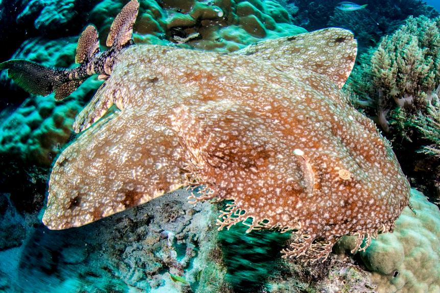 Wobbegong is the common name given to the 12 species of carpet sharks in the family Orectolobidae.