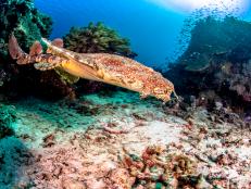 Wobbegong is the common name given to the 12 species of carpet sharks in the family Orectolobidae.