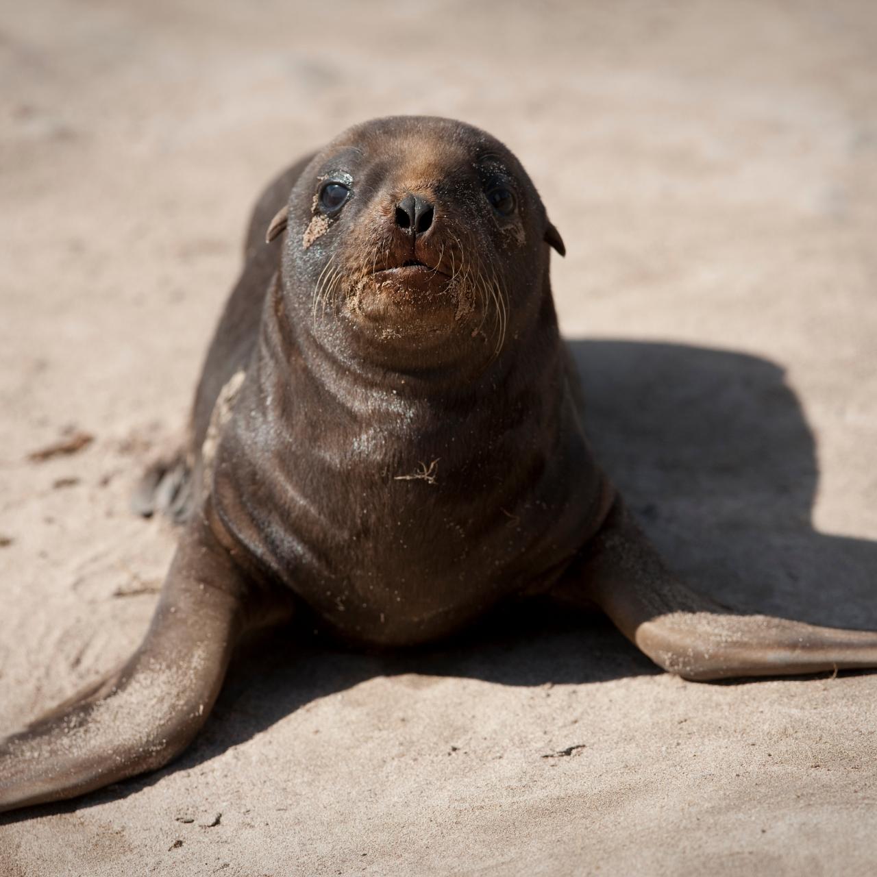 3D model Baby Sea Lion T-Pose