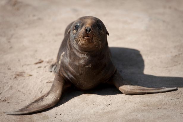 10,000 Sea Lions are Moving Back to New Zealand's Mainland, Nature and  Wildlife