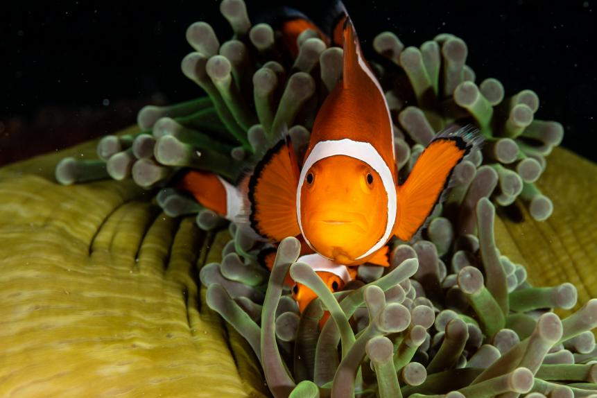 False Clown Anemonefish (Amphiprion ocellaris) swims in its host anemone, currently closed with little room for the iconic fish. Photographed underwater in Anilao, Philippines.