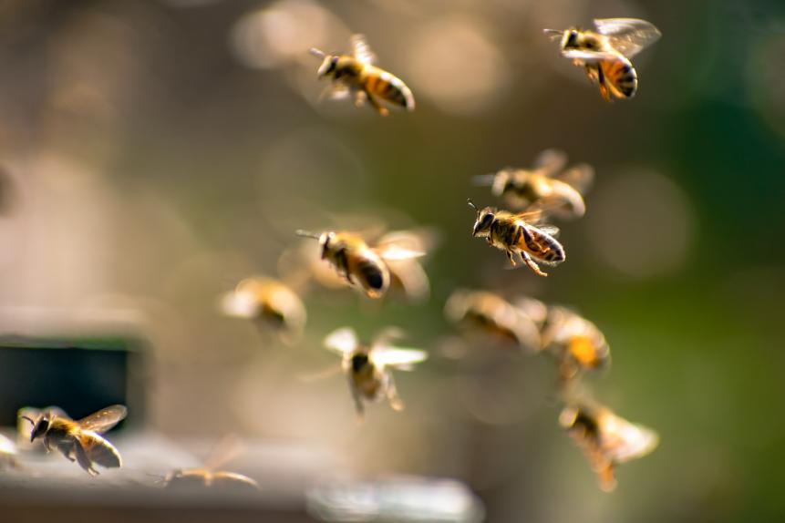 Bees in flight / Abejas en vuelo
