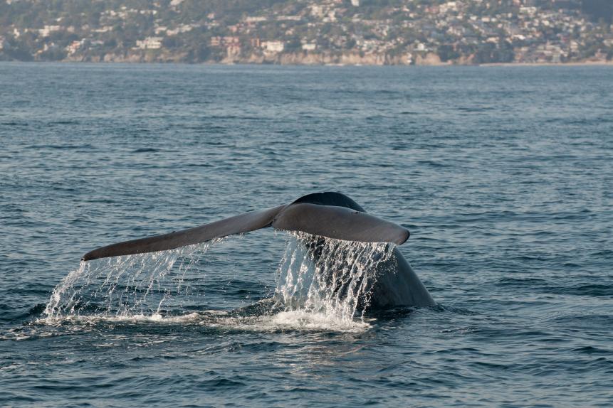 Blue Whale Tail Fluke