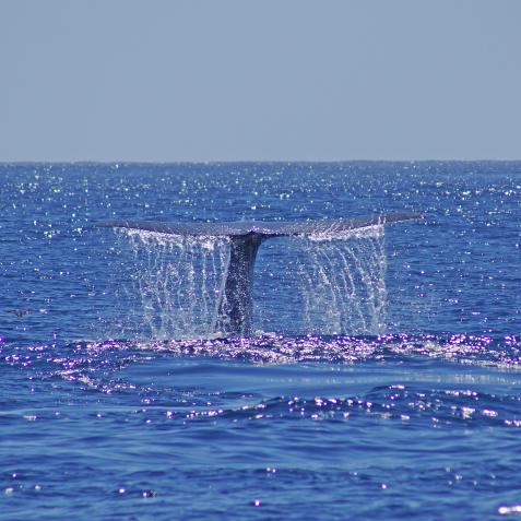 Blue whale off California coast