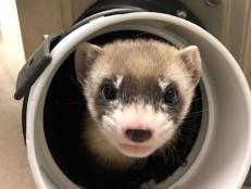 This black-footed ferret is not only cute, she is beyond special. Meet Elizabeth Ann, the first endangered animal to be cloned in North America.