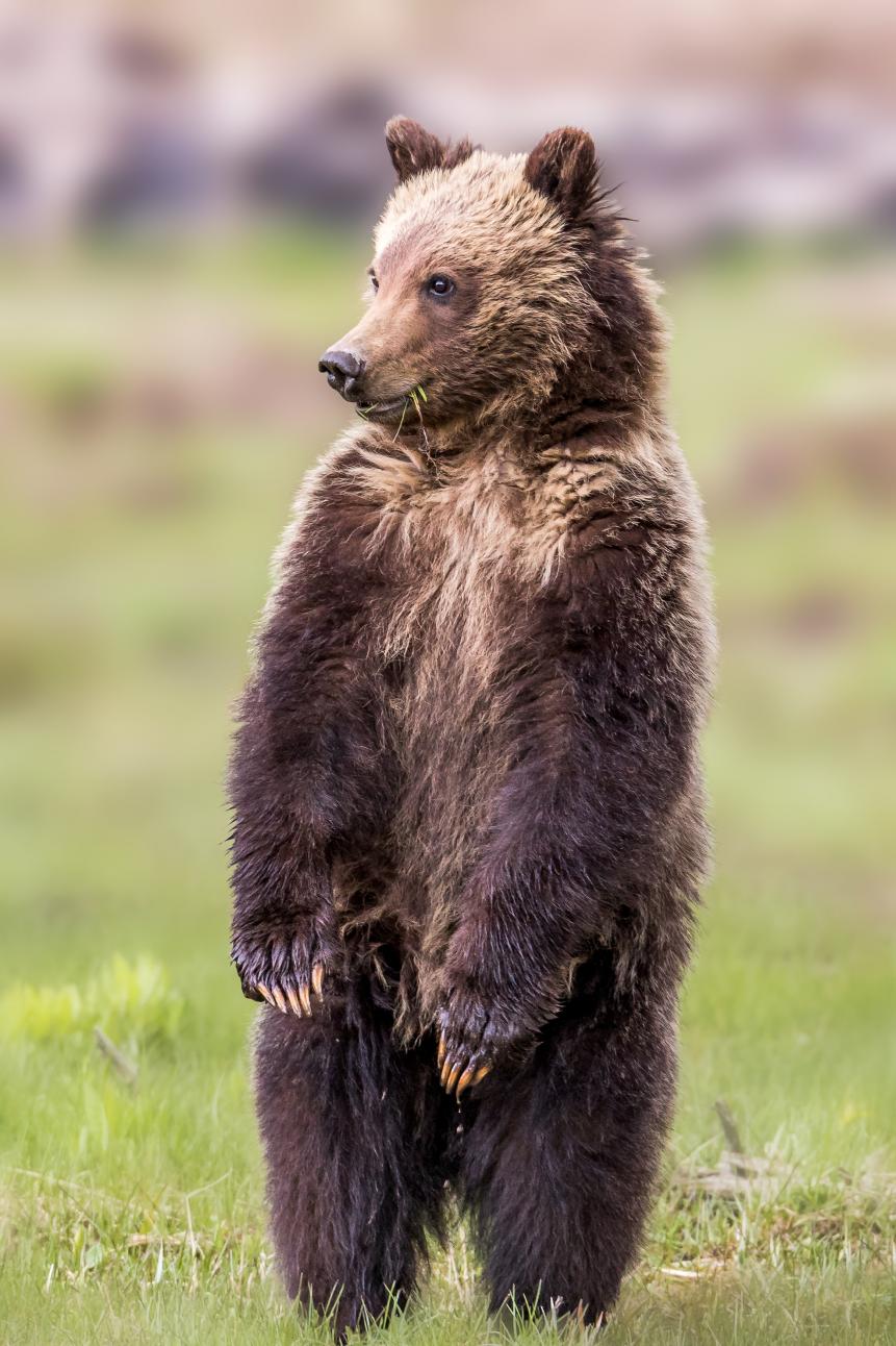 Yearling grizzly bear cub standing in Yellowstone National Park.