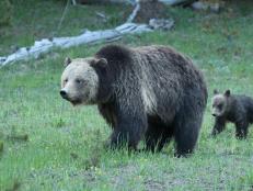 YELLOWSTONE NATIONAL PARK, WYOMING, UNITED STATES - 2017/06/02: A Mother Grizzly and her cub walk through a meadow in Yellowstone National Park. (Photo by Will Powers/SOPA Images/LightRocket via Getty Images)