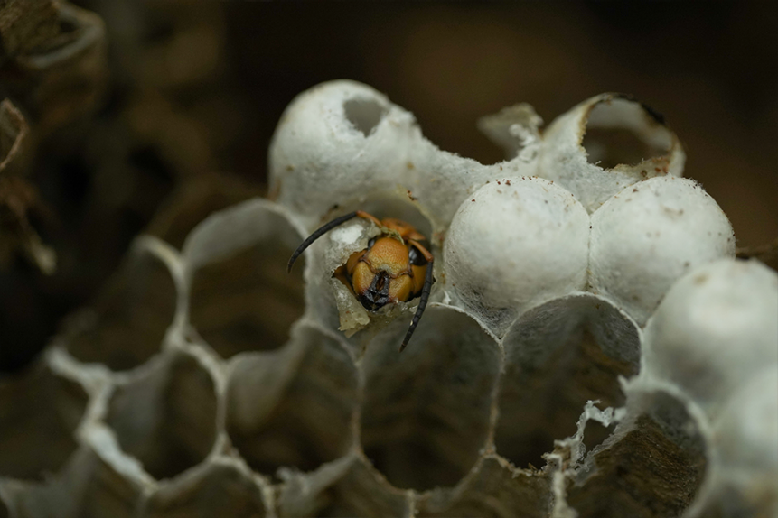 Asian Giant Hornet emerging from a cocoon.