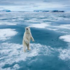 Polar Bear (Ursus maritimus) standing upright on fjord ice at Sabinebukta Bay at Irminger Point on summer morning.