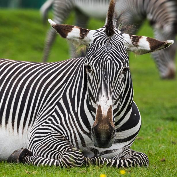 Imperial zebra resting on the grass in front of a mate grazing in the distance.