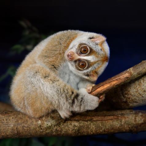 close-up of a bengal slow loris (Nycticebus bengalensis) sitting on a branch at night.