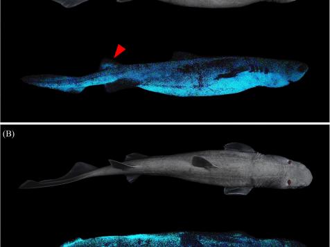 Meet the Deep Sea Sharks that Glow in the Dark