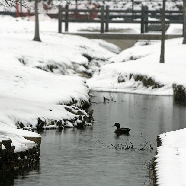 A lone duck swims in a small creek in Hurst, Texas, on Saturday, Feb. 28, 2015. The area received almost two inches of snow and freezing rain. (Bob Booth/Fort Worth Star-Telegram/Tribune News Service via Getty Images)