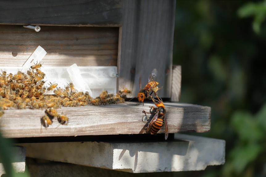 Vespas are attacking a beehive. A beehive is an enclosed, man-made structure in which some honey bee species of the subgenus Apis live and raise their young.