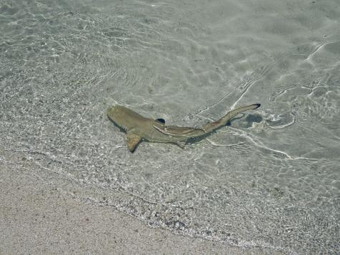 Baby Sharks are in Hot Water