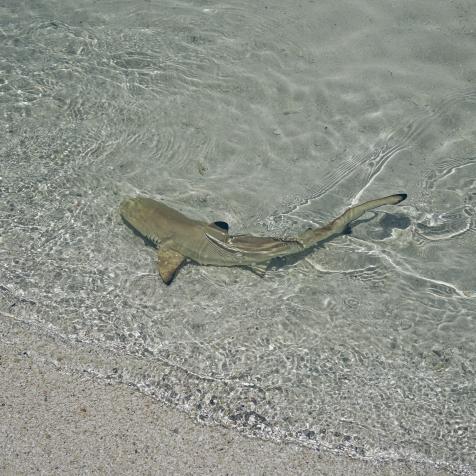 One little baby shark is swimming in the shallow of ocean. They are grey with black mark on it's back. Water is crystal clear so we can see this tiny sharks very good. Sharks are dangerous animals but baby animals are usual safe.