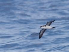 An estimated 3 million short-tailed shearwaters died along the coast of Australia in 2013. New research suggests humans and the 2012 Harve submarine eruption are to blame.