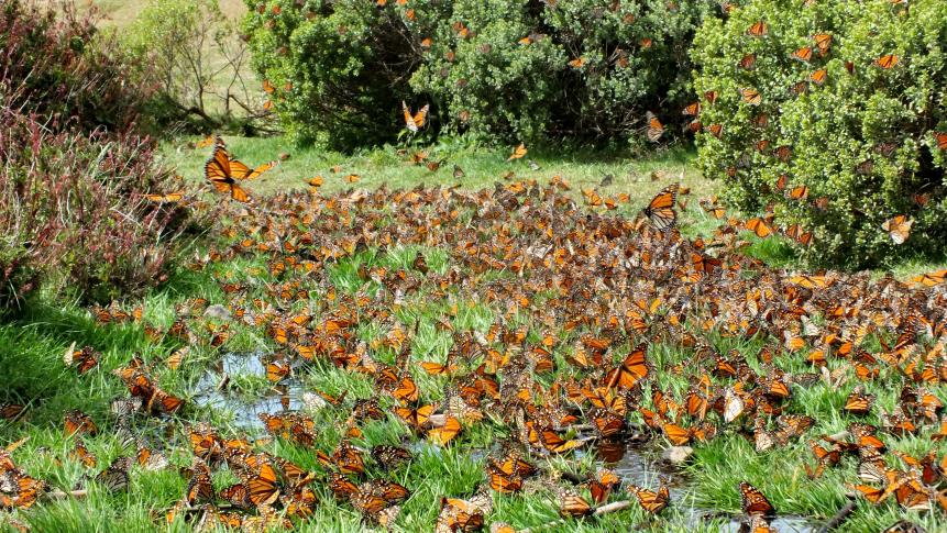 Monarch Butterflies on the ground at El Rosario Monarch Butterfly Preserve, Michoacan, Mexico
