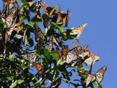 The monarch butterfly migration is at risk due to climate change and other environmental factors. This is how one reserve in Mexico is trying to save the day.